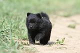 SCHIPPERKE 647